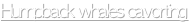 shapeimage_1_link_4